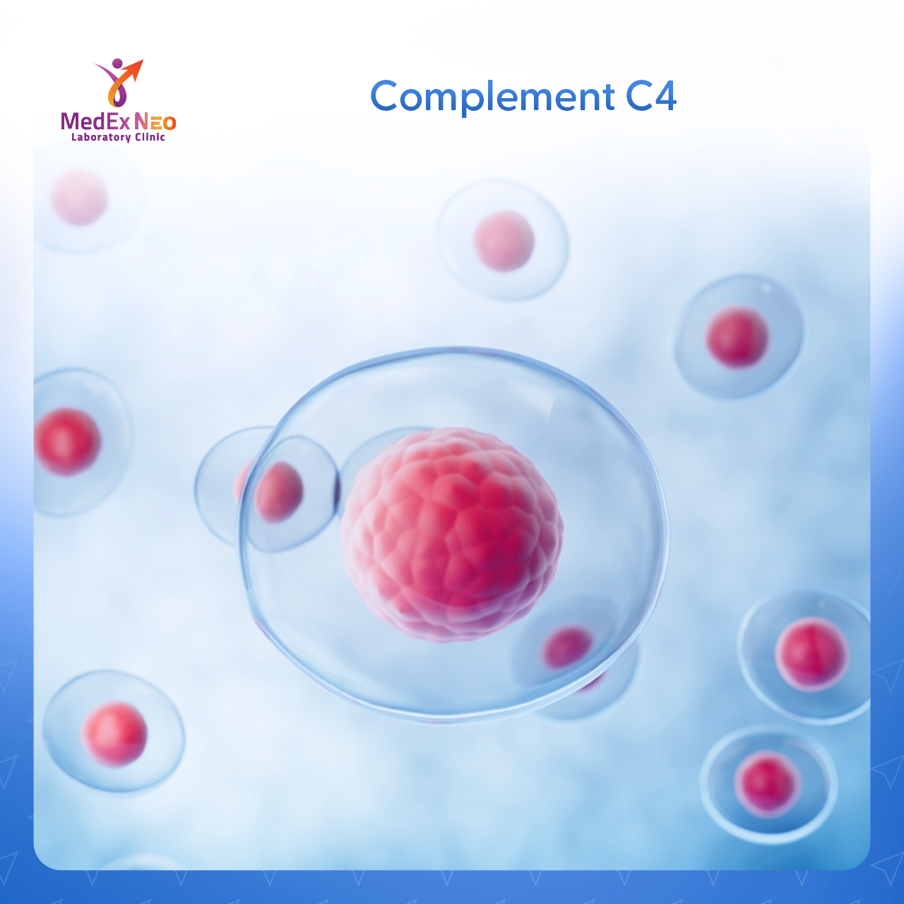 Complement C4 - Medex